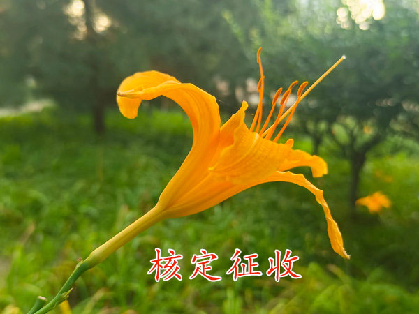 鄭州核定征收優(yōu)惠園區(qū)內(nèi)注冊個體工商戶享受優(yōu)惠政策